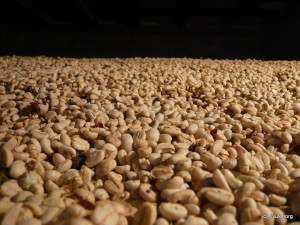 Glimpse into the oven, where the beans are dried.