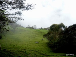 Green meadows with horses and cows.