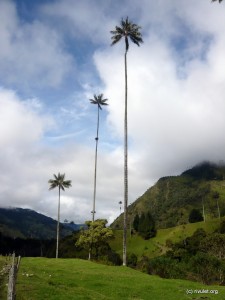 The famous wax palms.