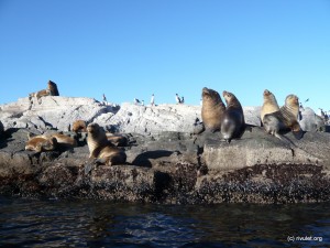 Sea lions and birds.