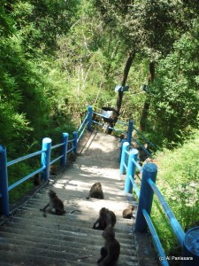 On the way down. A monkey family.