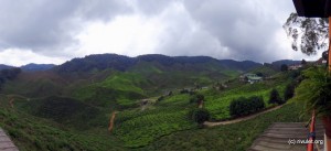 View over the plantation.