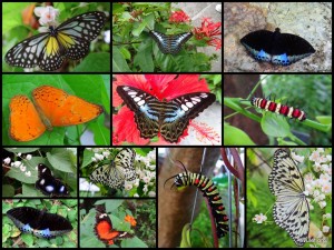 Penang Butterfly Farm: Butterflies in all colors.