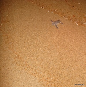 A baby turtle on her way to the sea. GO GO GO!