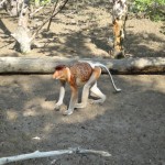 Proboscis monkey.