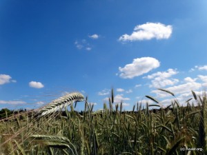 Cornfield.