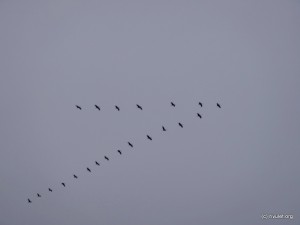 Closeup of the cranes wedge formation.
