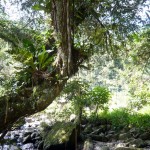 Water and vegetation.