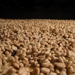Glimpse into the oven, where the beans are dried.