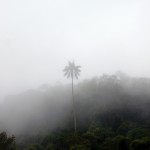 Wax palm in the clouds.