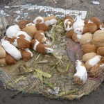 The animal market: Guinea pigs...