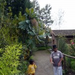 Antonio explains the use of the different plants.