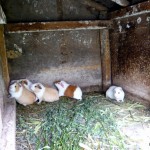 Guinea pigs... one missing.