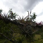 Bromeliad tree.