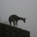 Machu Picchu: Llama in the rain.