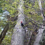 Magellanic woodpecker.