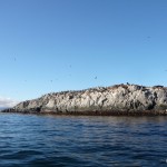 Arriving at the sea lion colony.