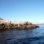 More sea lions.
