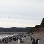 Penguins at the beach II.
