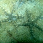 Snorkeling for starfish.