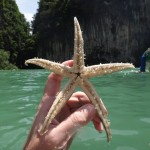 Starfish.