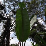 Banana leafs: