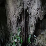 Roots coming out of the rocks at Clearwater Cave.