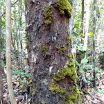 Tree with moss.