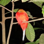 Red bird ;-)