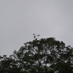 Hornbills.