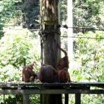 Orang Utans at Sepilok Rehabilitation Centre.