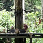 Macaques trying to get some food.