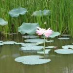 Lotus flower II.