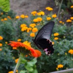 Butterfly III.
