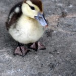 Small duck.