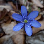 A blue flower.