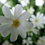 White flower.